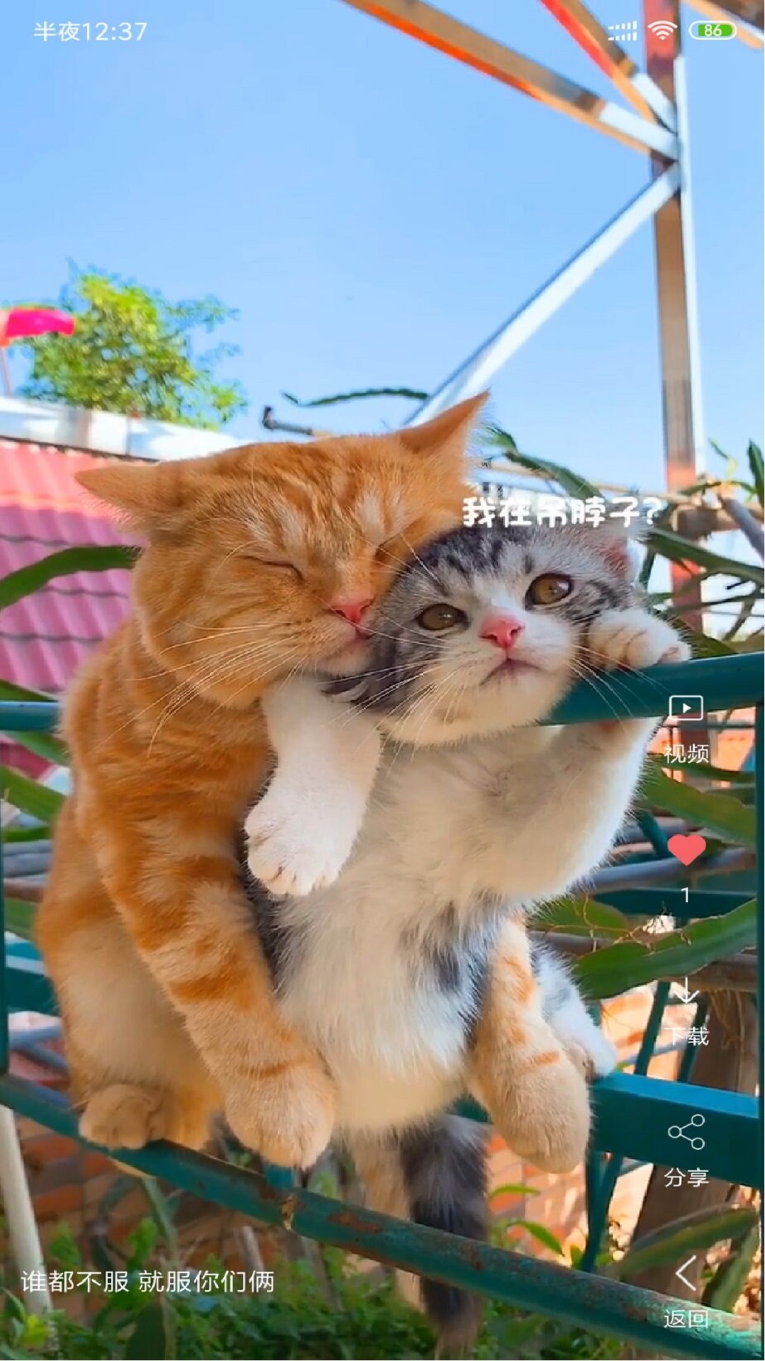 1764041268893906.jpeg 106_e09d194e3fbcbf65c5d6992e8ba03b61.jpeg