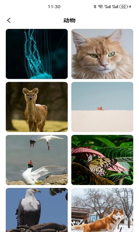 梦金壁纸软件免费版