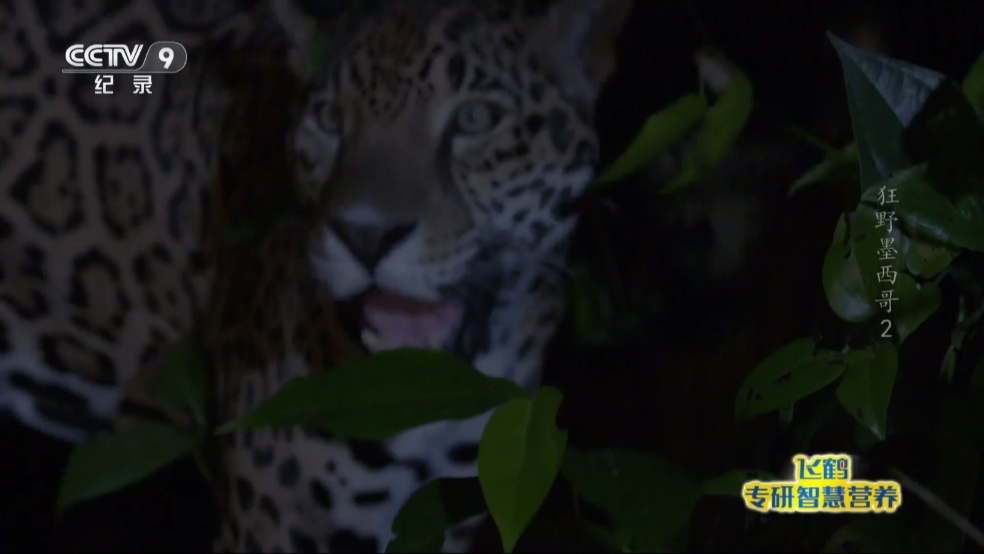 星火电视海外版2025升级版