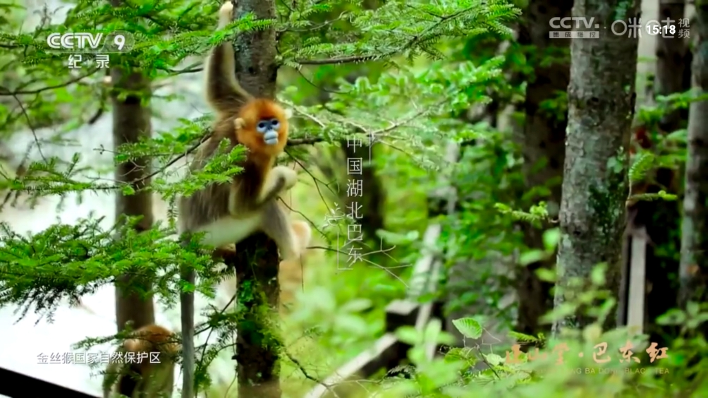 秒看HD电视最新版下载