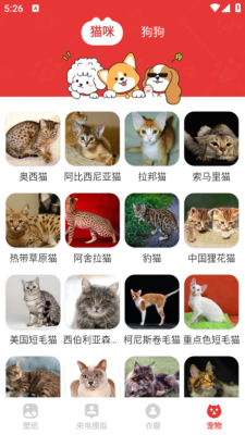 樱桃壁纸下载安装手机版最新