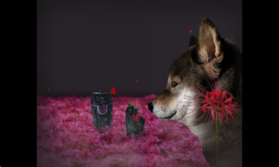 翌日波奇狗的历险记安卓版