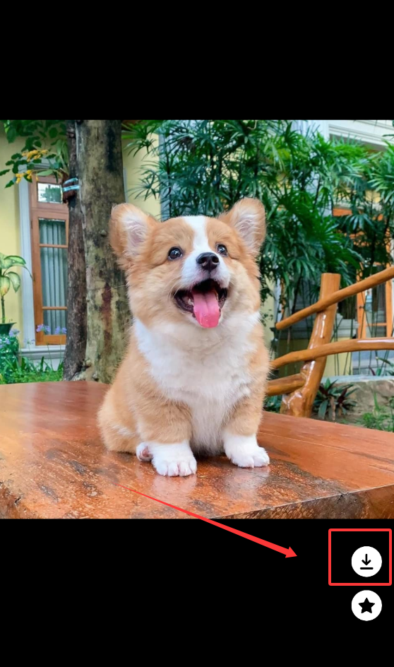 海豚壁纸app下载