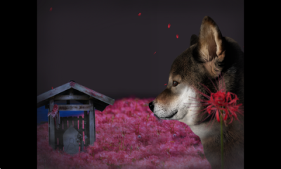 翌日波奇狗的历险记安卓版