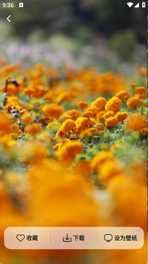 灵蝶壁纸下载安装最新版