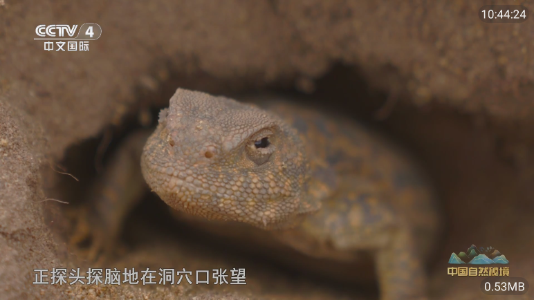 经典功夫tv版下载